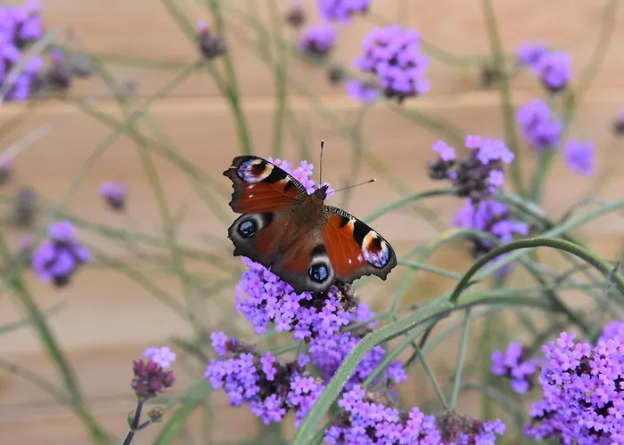 La Petite Maison En Ardenne Hébergement de vacances